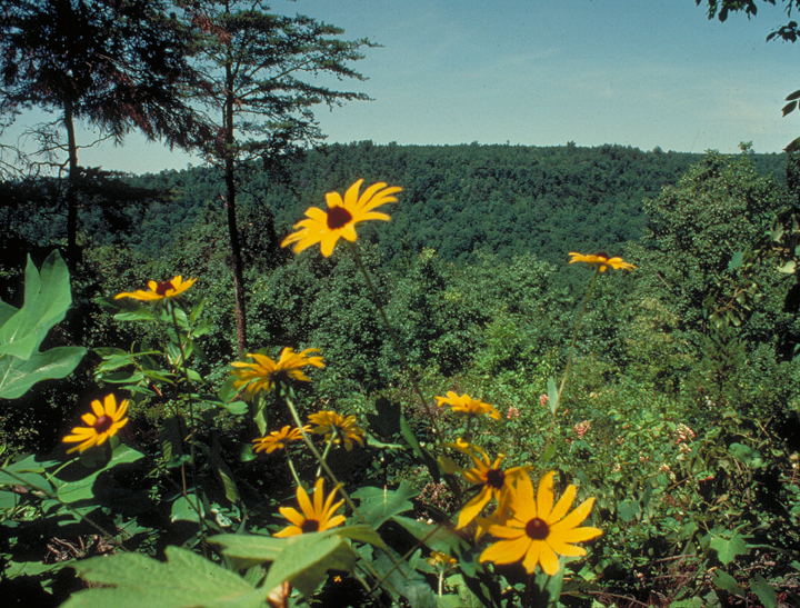 A batch of bright yellow flowers flourish in a forested area.